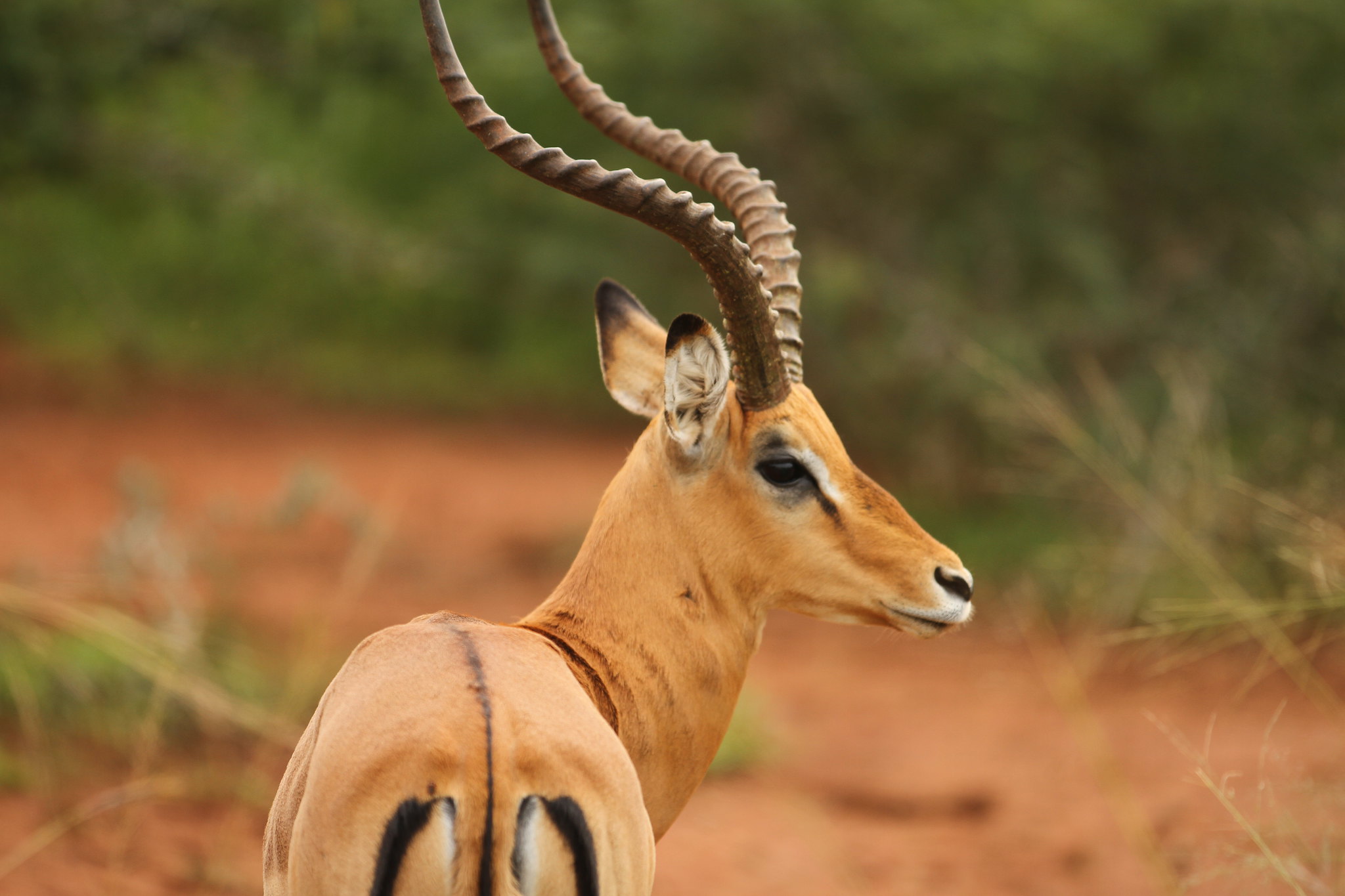 Day 1: Arrival at the Kigali International airport – Akagera National Park