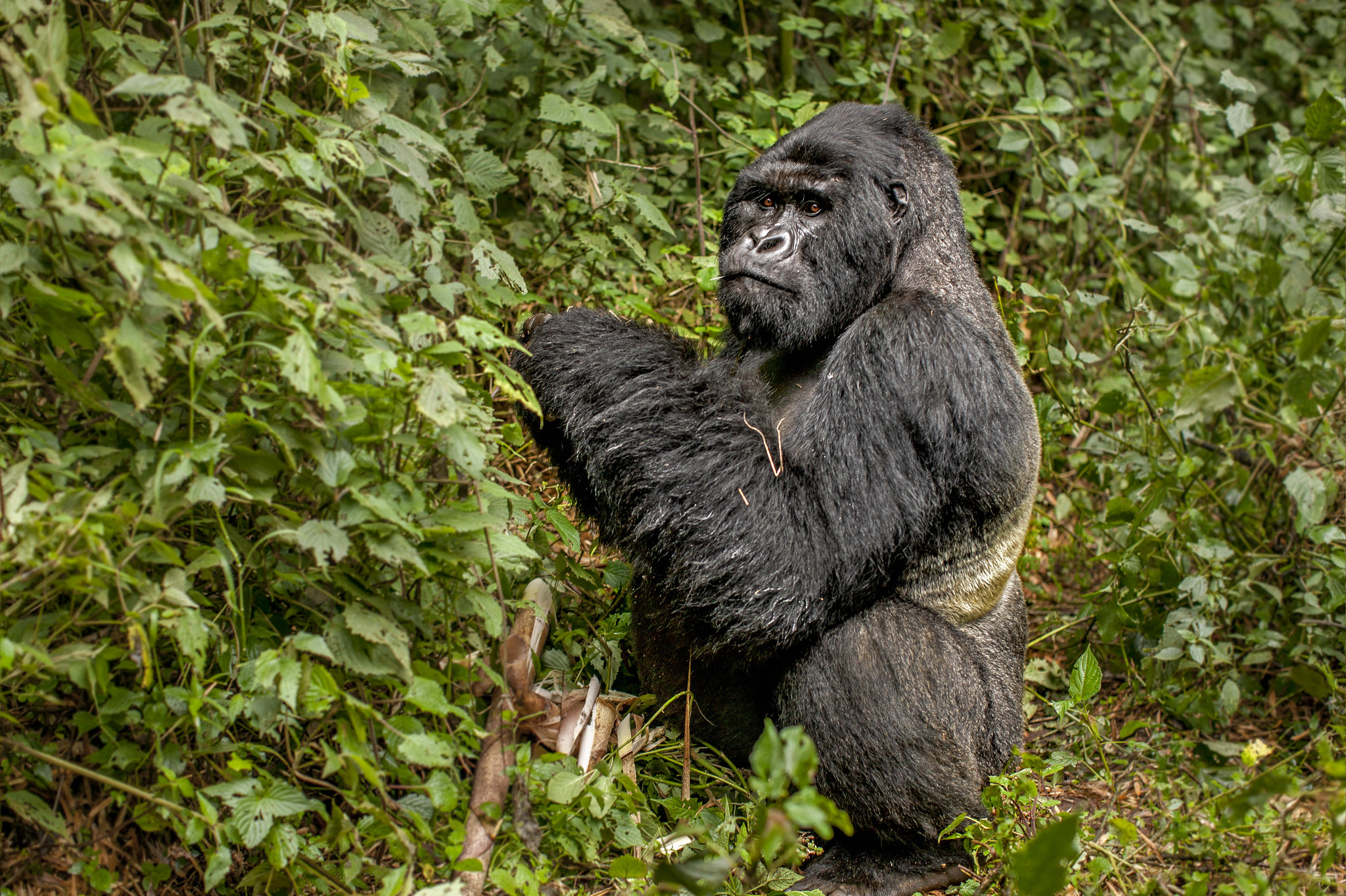 Day 6: Volcanoes National Park, Gorilla Trekking