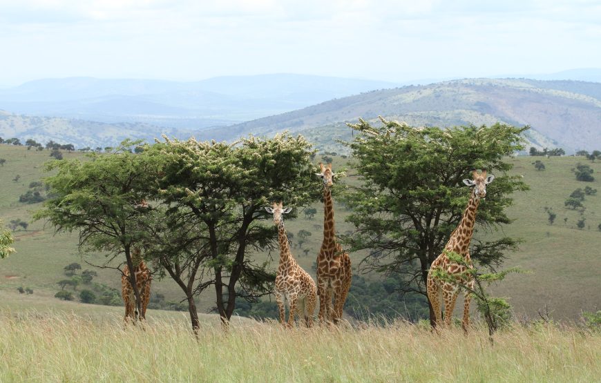 7-Day Rwanda Cultural & Adventure Tour