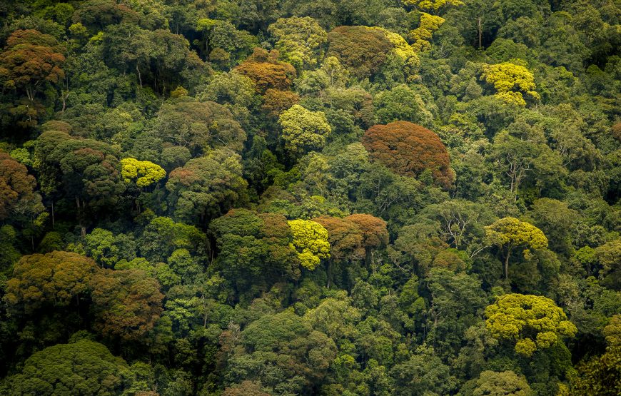 1 Day Trip In Nyungwe national park