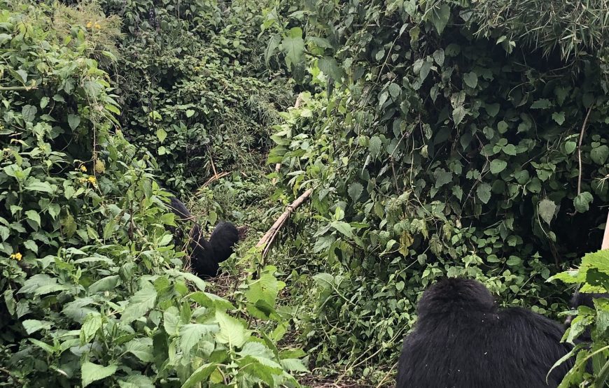 7 Days Rwanda Primate Safaris