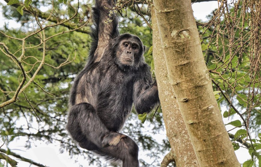 7 Days Rwanda Primate Safaris