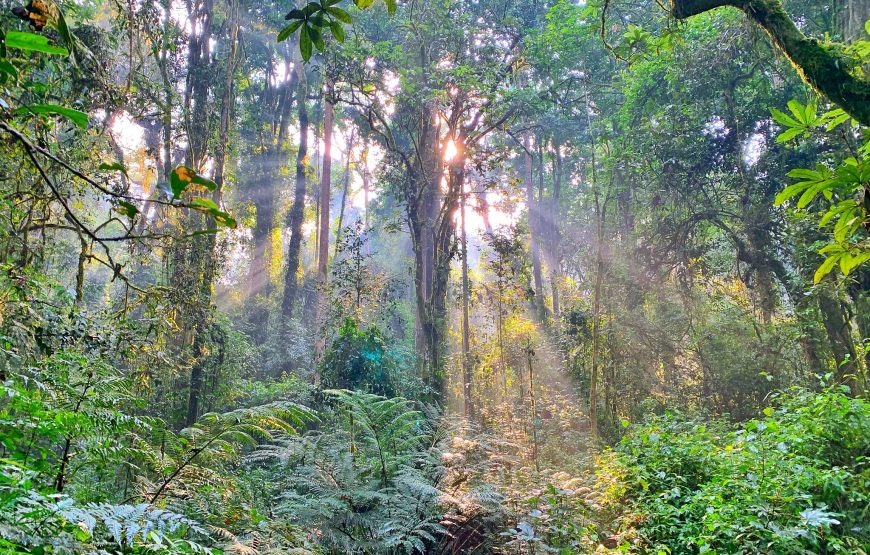 1 Day Trip In Nyungwe national park