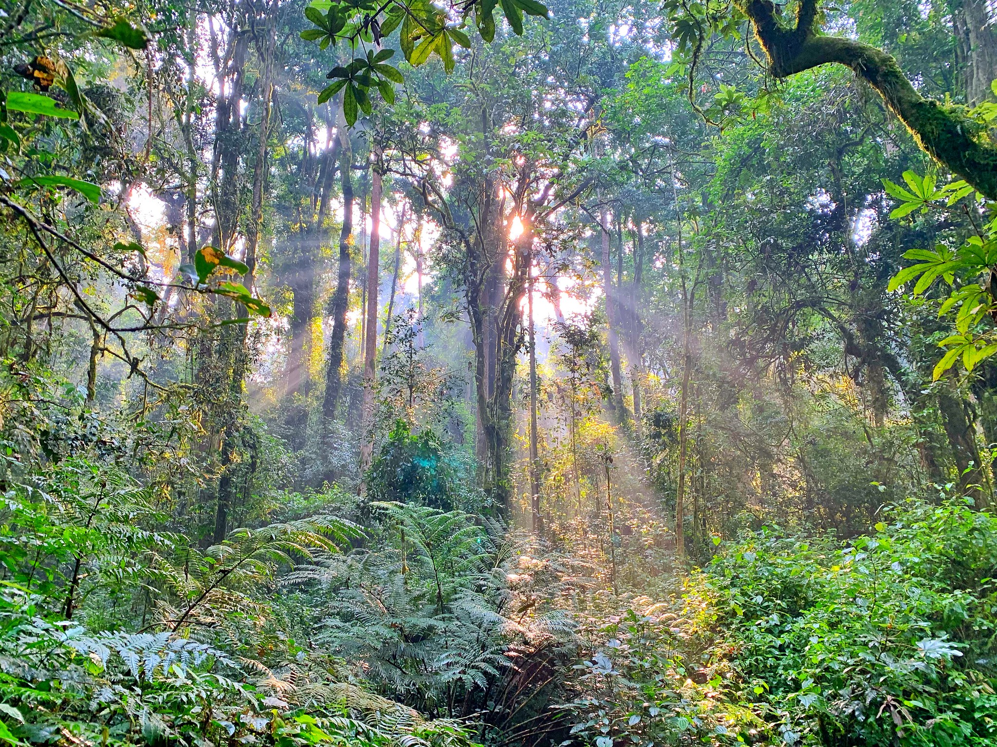 Day 7: Nyungwe Forest National Park