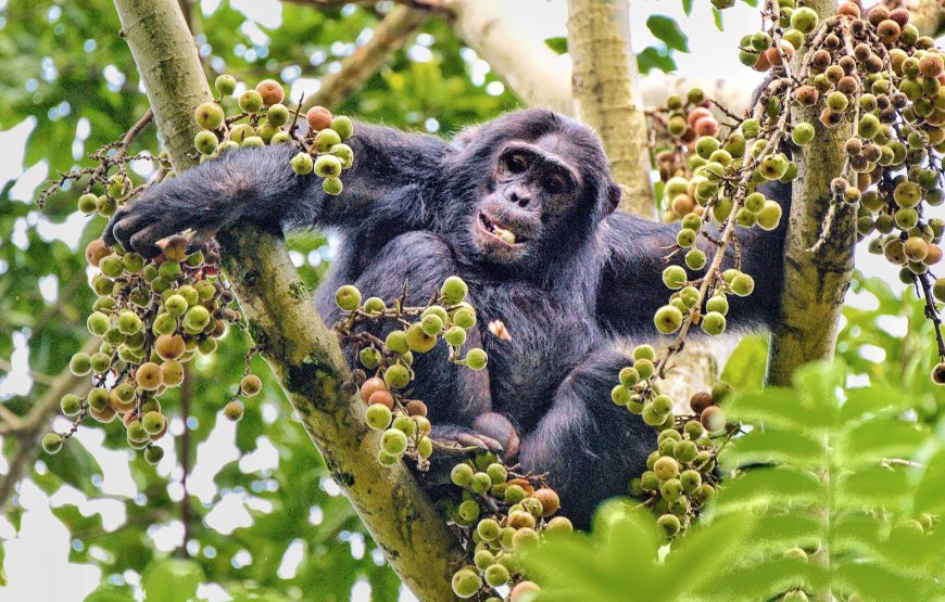 7 Days Rwanda Primate Safaris