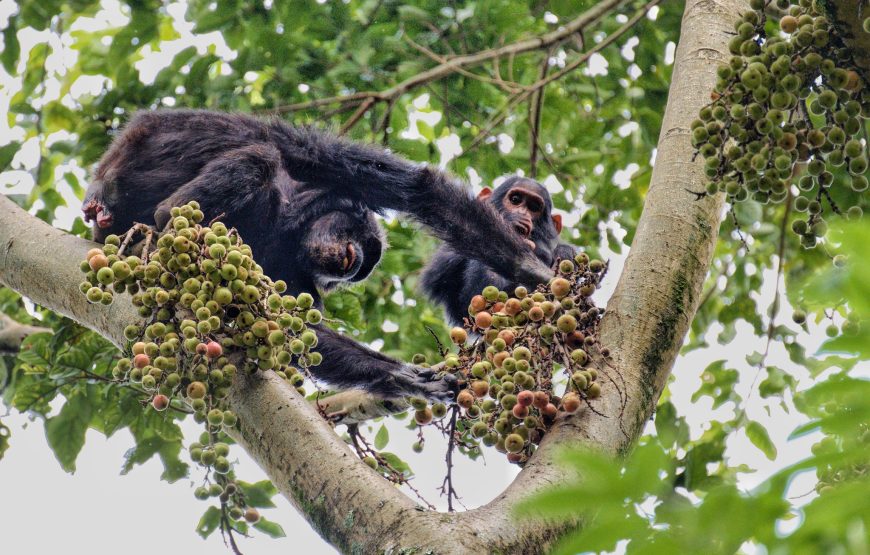 1 Day Trip In Nyungwe national park