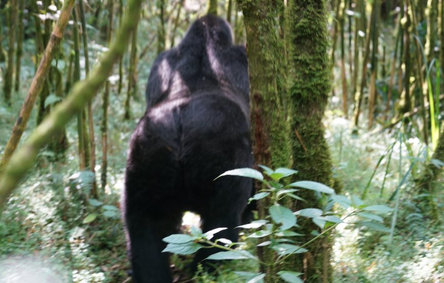 6 Days wildlife and Primates Safaris a Signature of Rwanda