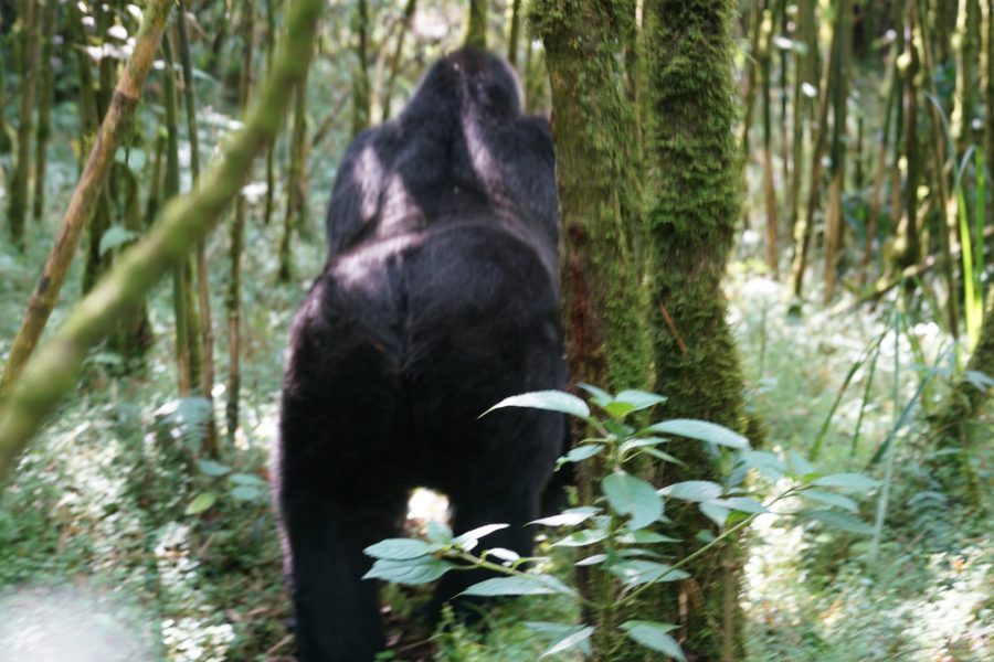 Gorilla Trekking In Rwanda