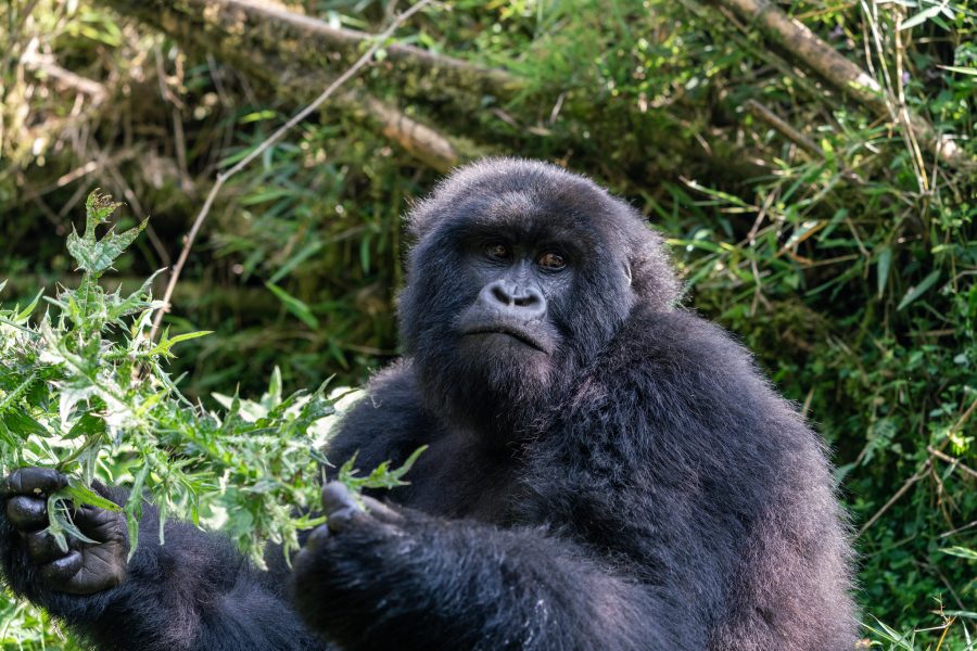 7-Day Rwanda Chimpanzee, Gorillas, and Golden Monkey Trekking