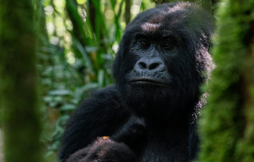 9 Days Rwanda Primate & Adventure Trip