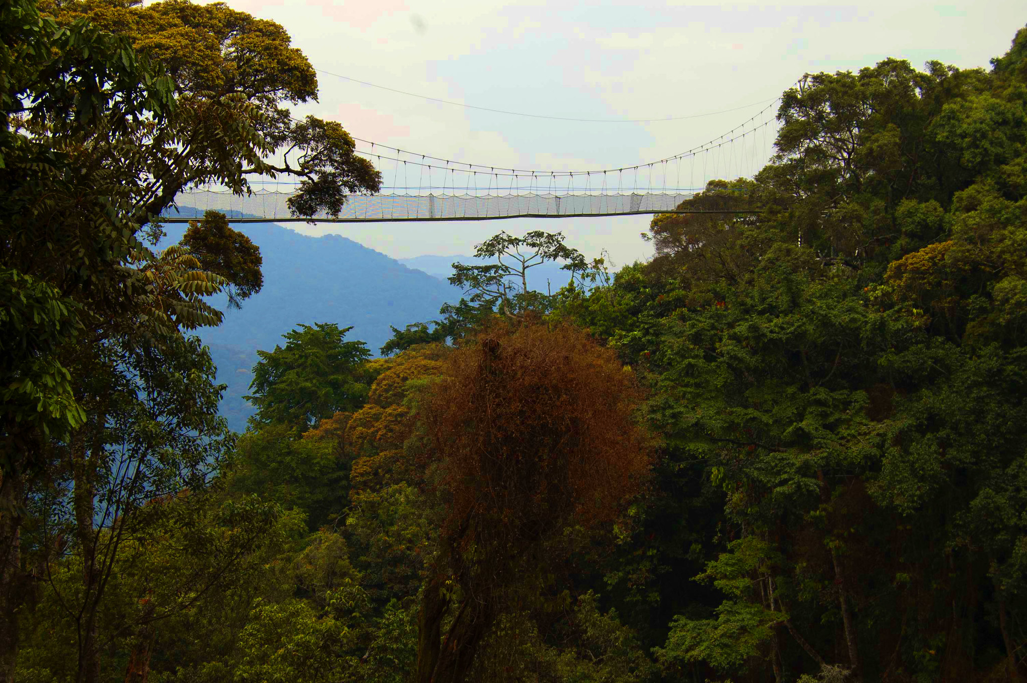 Day 2: Transfer to Nyungwe National Park with city tour and Canopy walk adventure