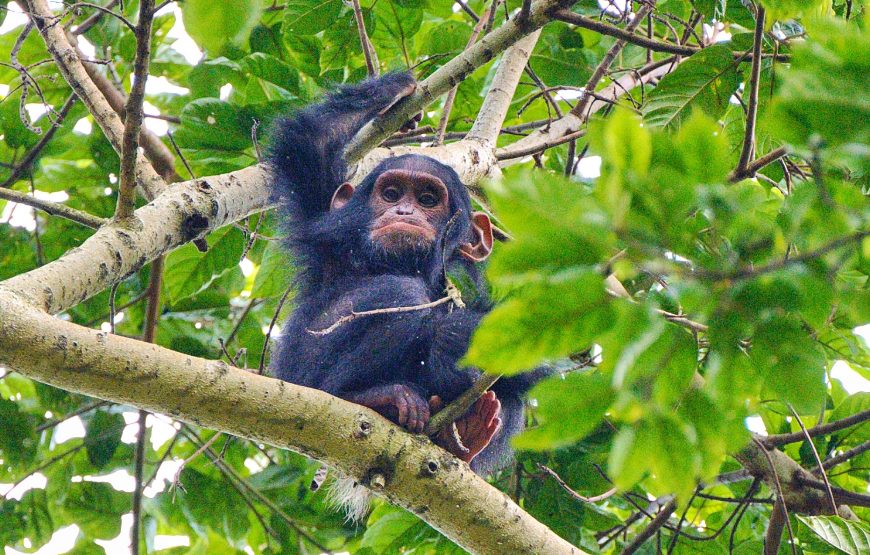 7 Days Rwanda Primate Safaris