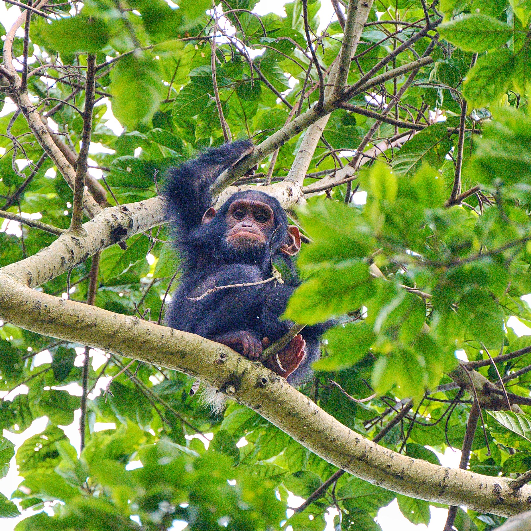 Day 5: Golden Monkey trekking