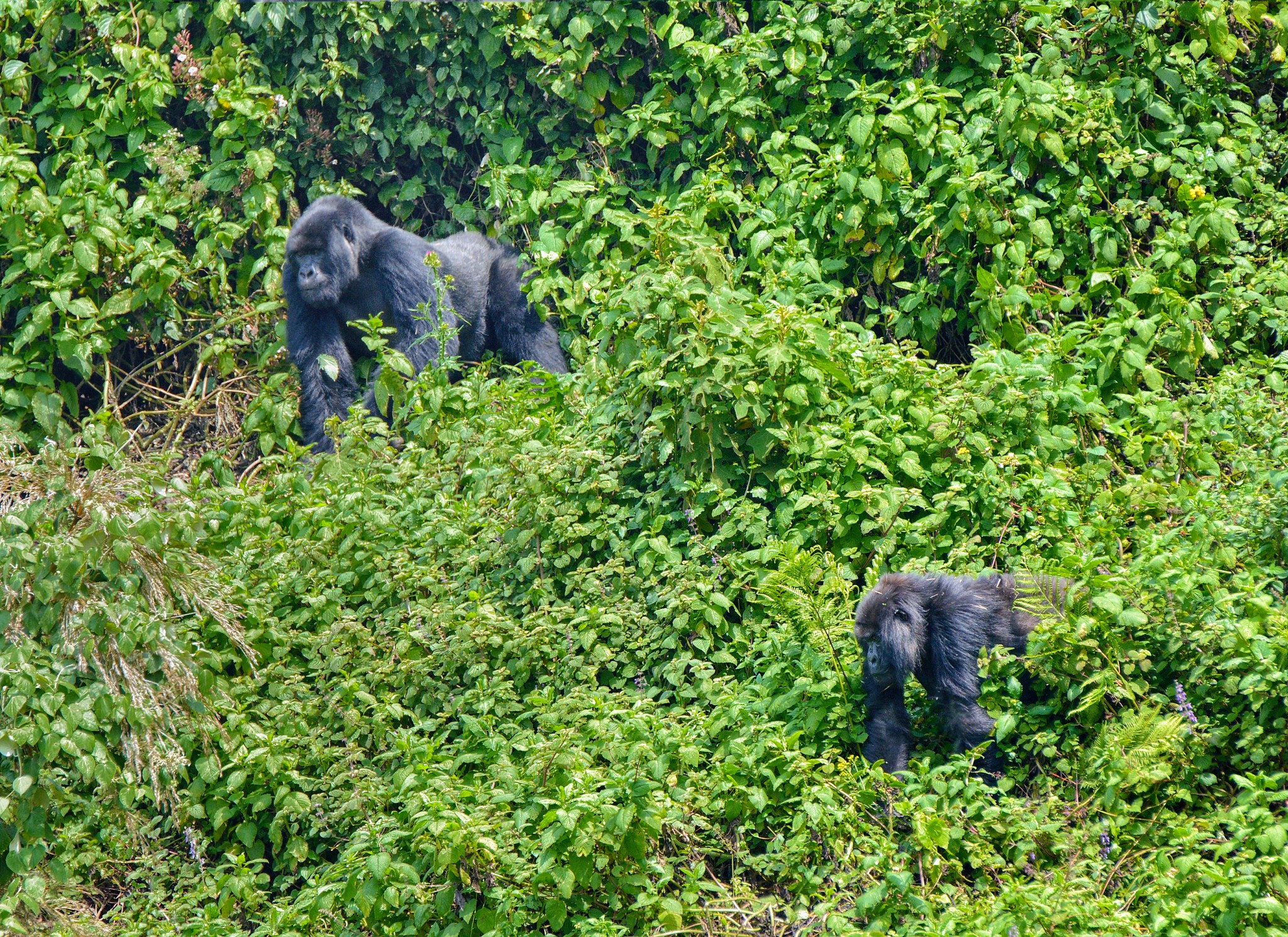 Day 3: Volcanoes National Park + Gorilla Trekking