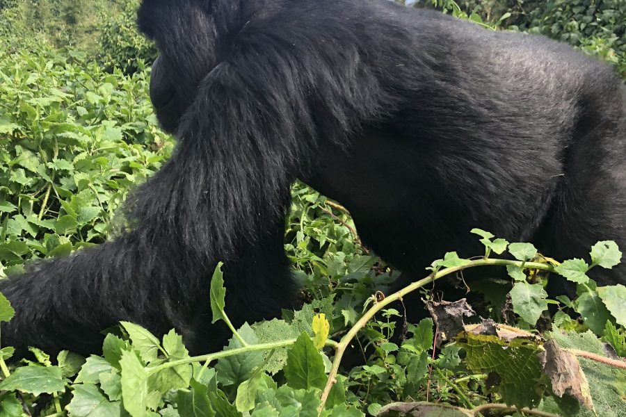 Mountain Gorilla Tours Rwanda