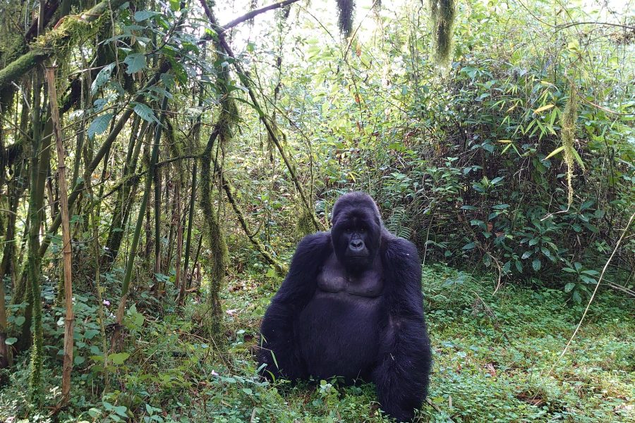 6 Days wildlife and Primates Safaris a Signature of Rwanda