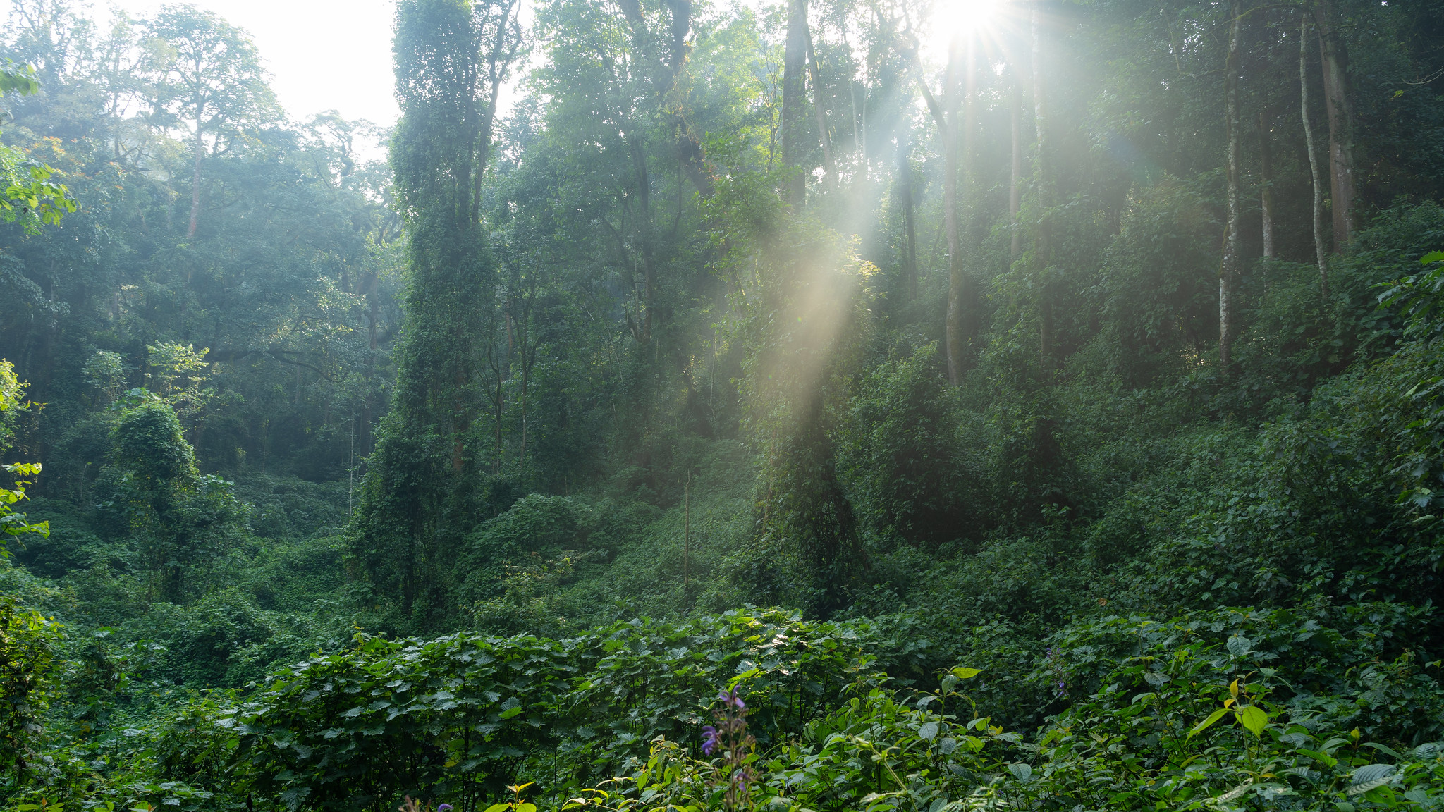 Day 6: Nyungwe Forest National Park