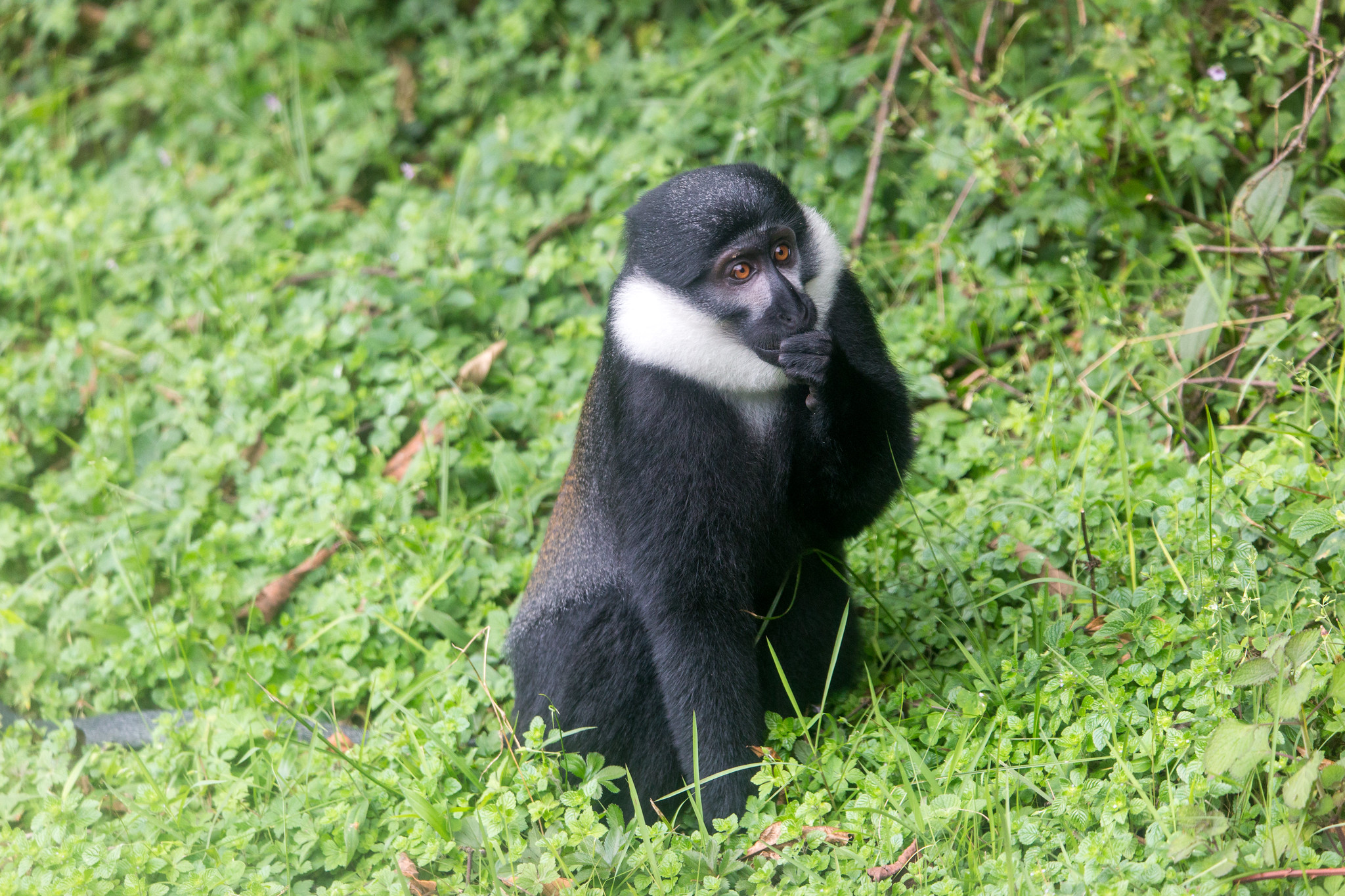 Day 3: Undertake the Golden Monkey trek with a transfer back to Kigali