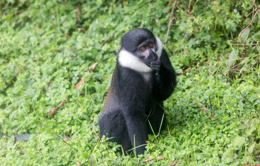 3 Days Rwanda Mountain Gorillas & Golden Monkey Trekking Tour