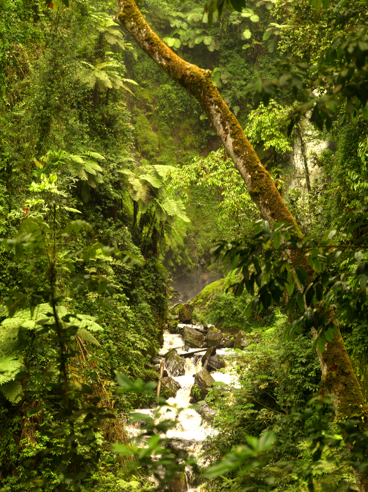 Day 3 Nyungwe National Park