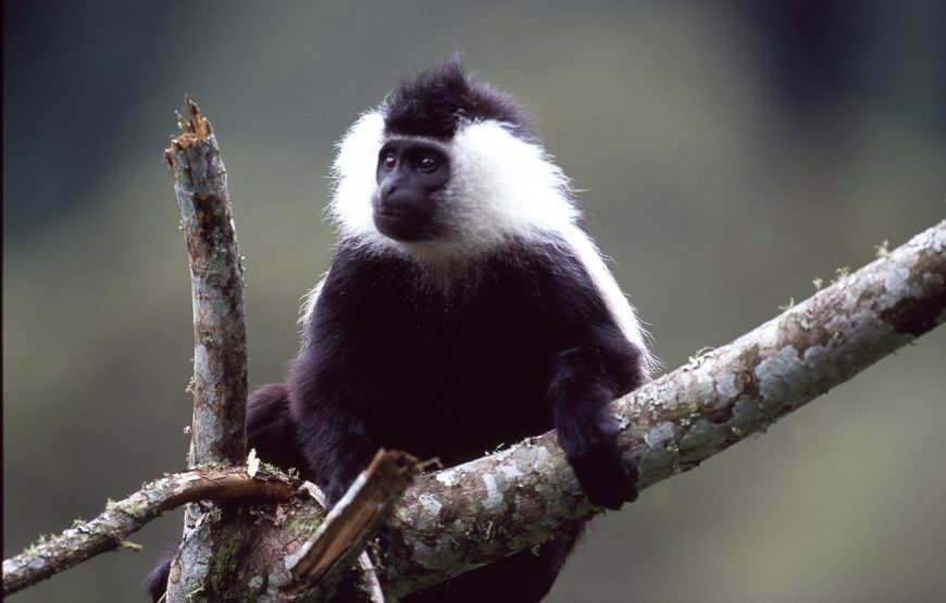 3 Days Rwanda Mountain Gorillas & Golden Monkey Trekking Tour