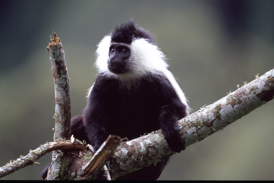 7 Days Explore Rwanda Safaris