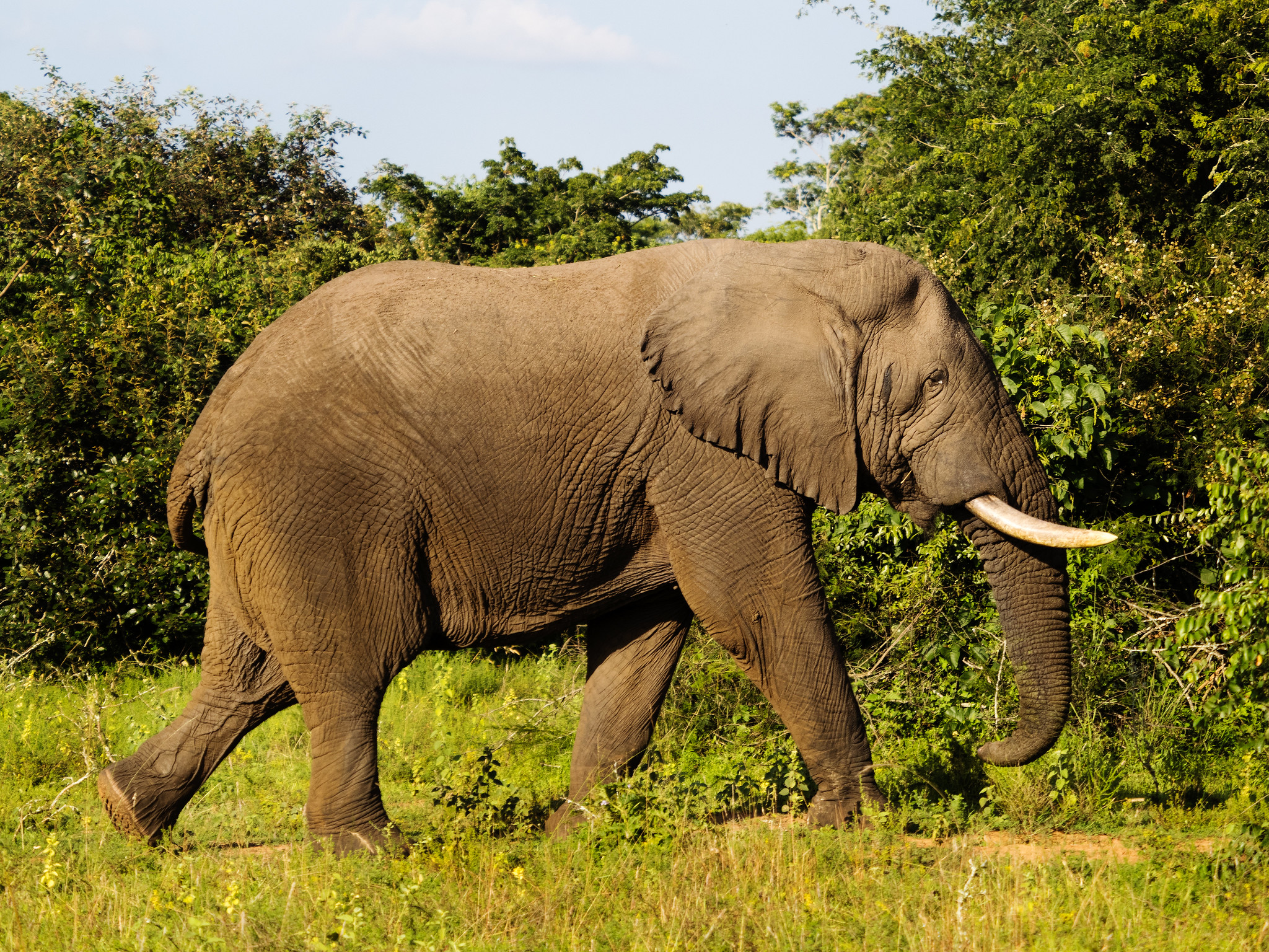 Day 14: Game Drive in Akagera National Park