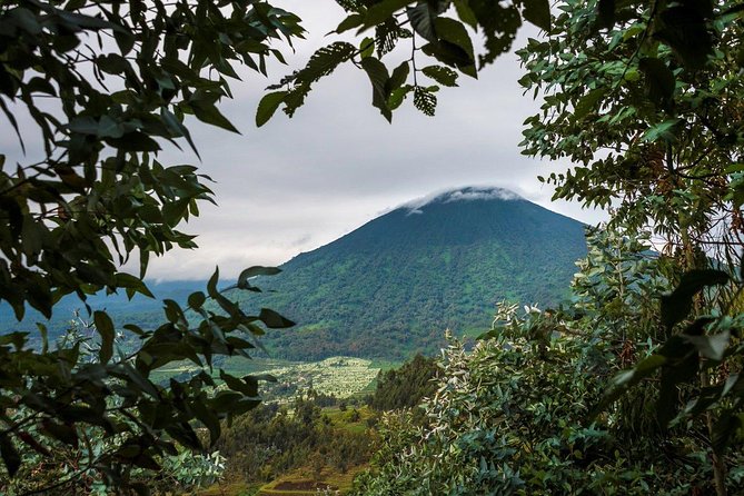 Day 5: Volcanoes National Park for Gorilla Trekking and Cultural Experiences