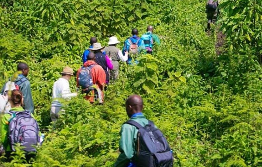 1 Day Dian Fossey Tomb Hike