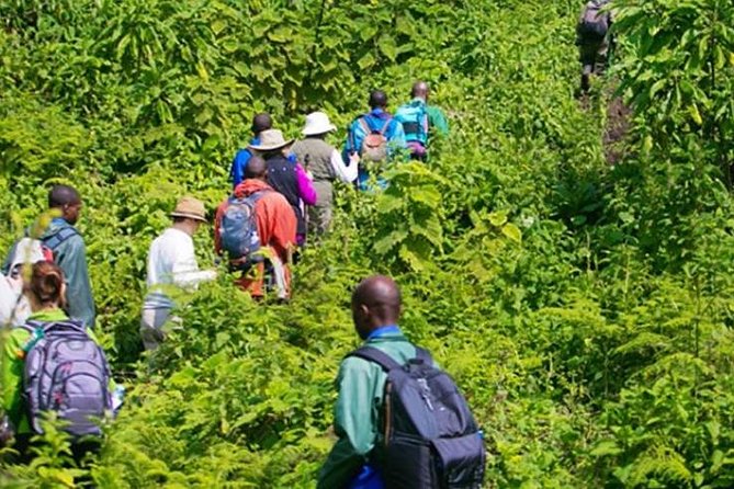 Day 7: Undertake Golden Monkey trek and cultural experience with the Gorilla Guardian Village