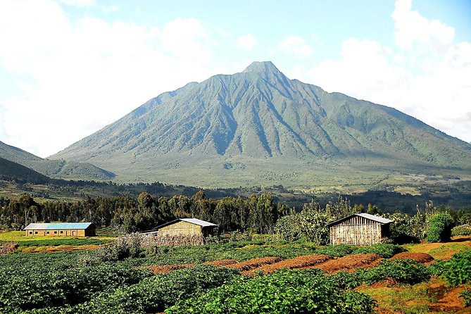 Day 6: Volcanoes National Park + Golden Monkey Trekking, Cultural Experiences - Kigali.