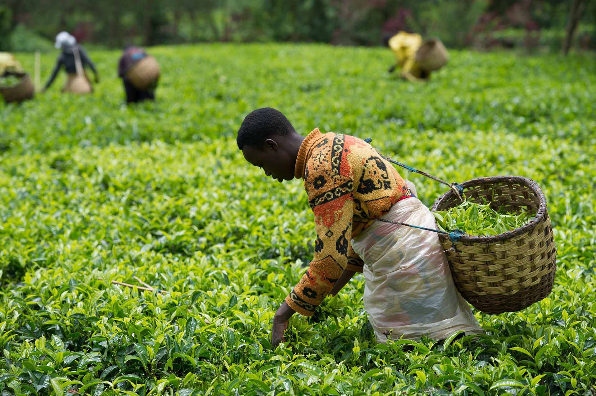 Tea Plantation Visit