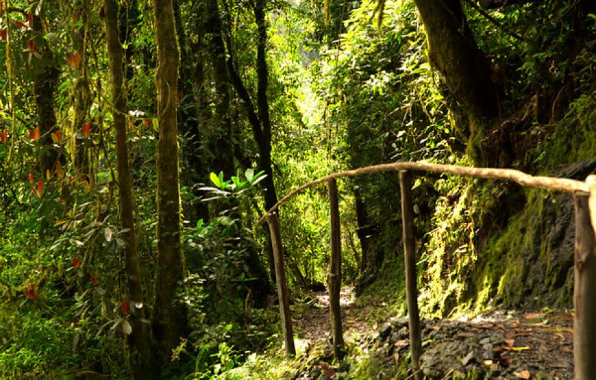 Nature & Adventure Getaway in Nyungwe – 4 Days / 3 Nights